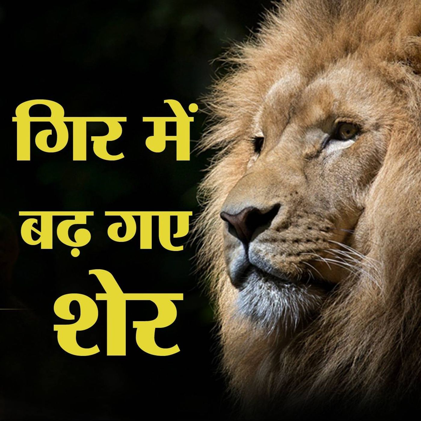 क्या है शेरों की गिनती का नया 'पूनम अवलोकन' तरीक़ा