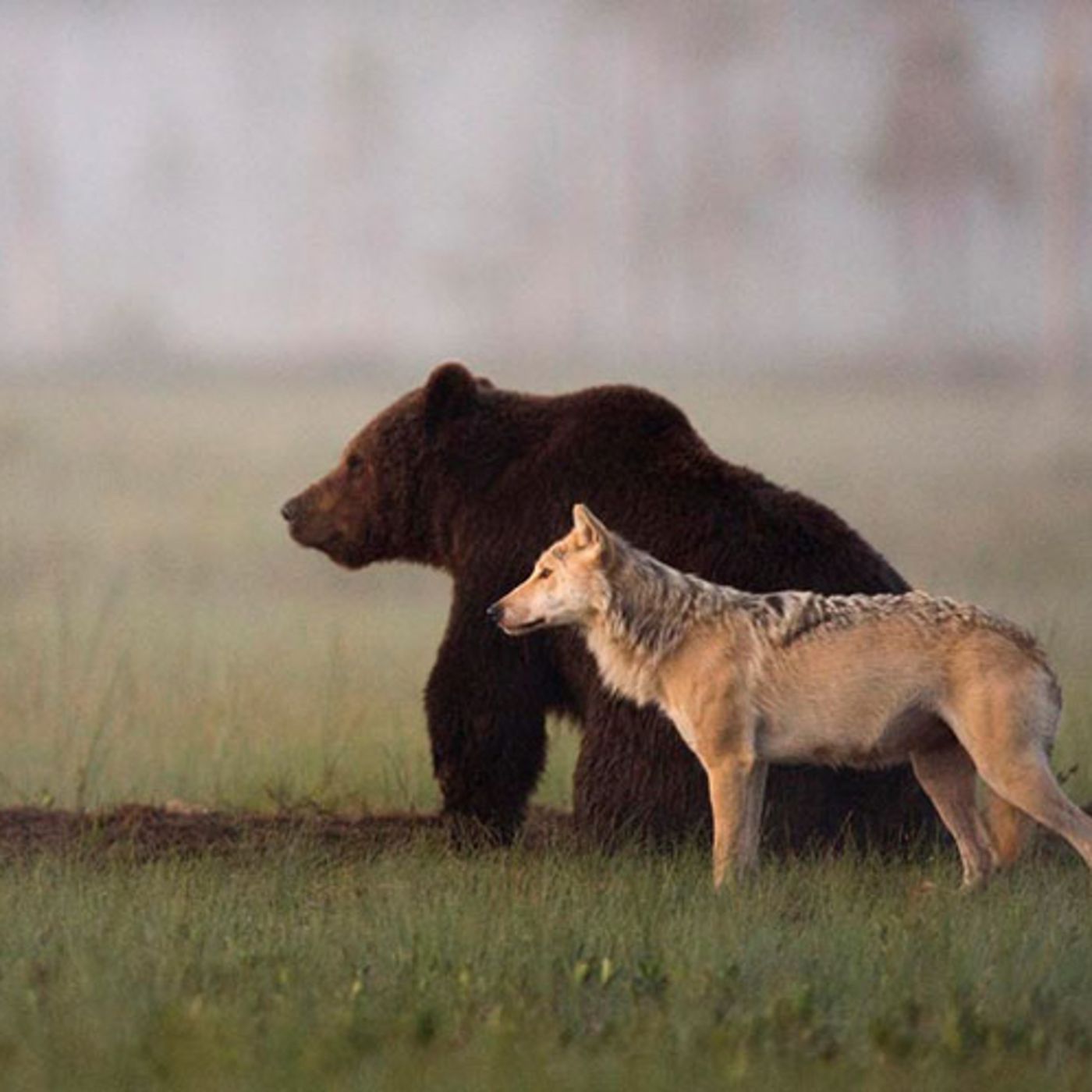 7 historias entre molinos, osos,lobos, conejos y jabalíes.