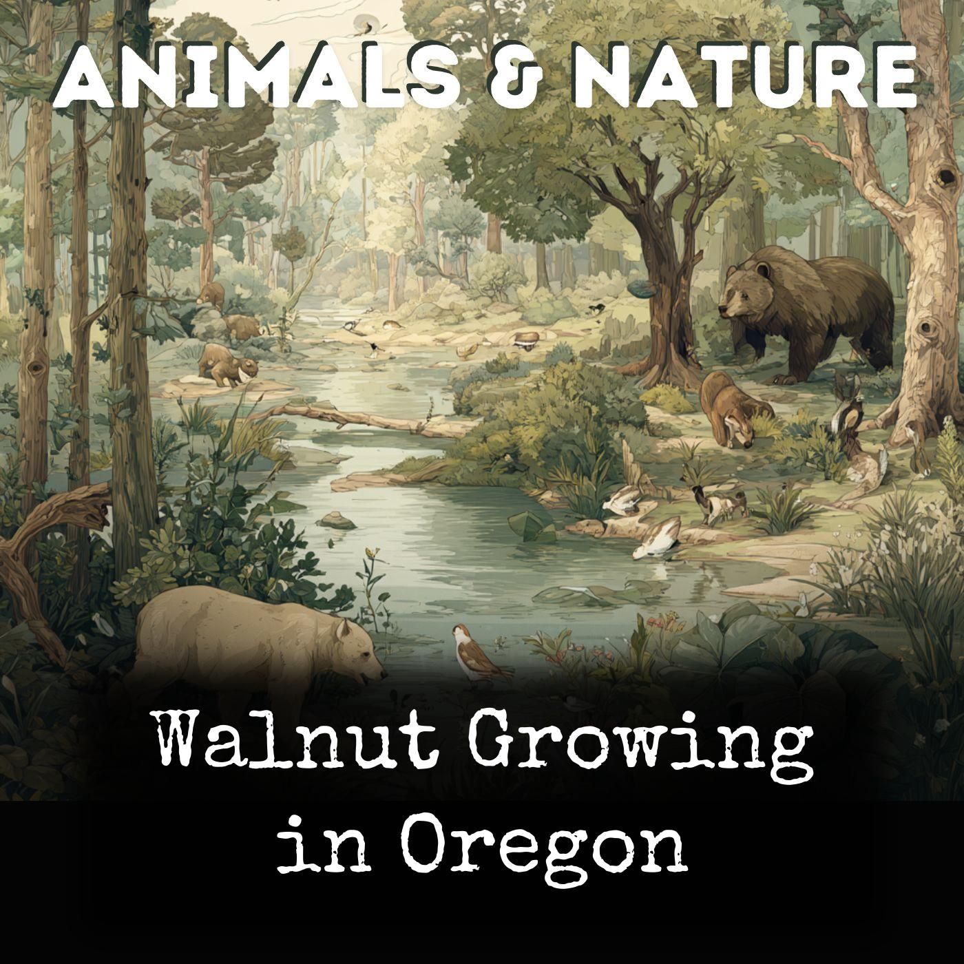 Walnut Growing in Oregon cover art