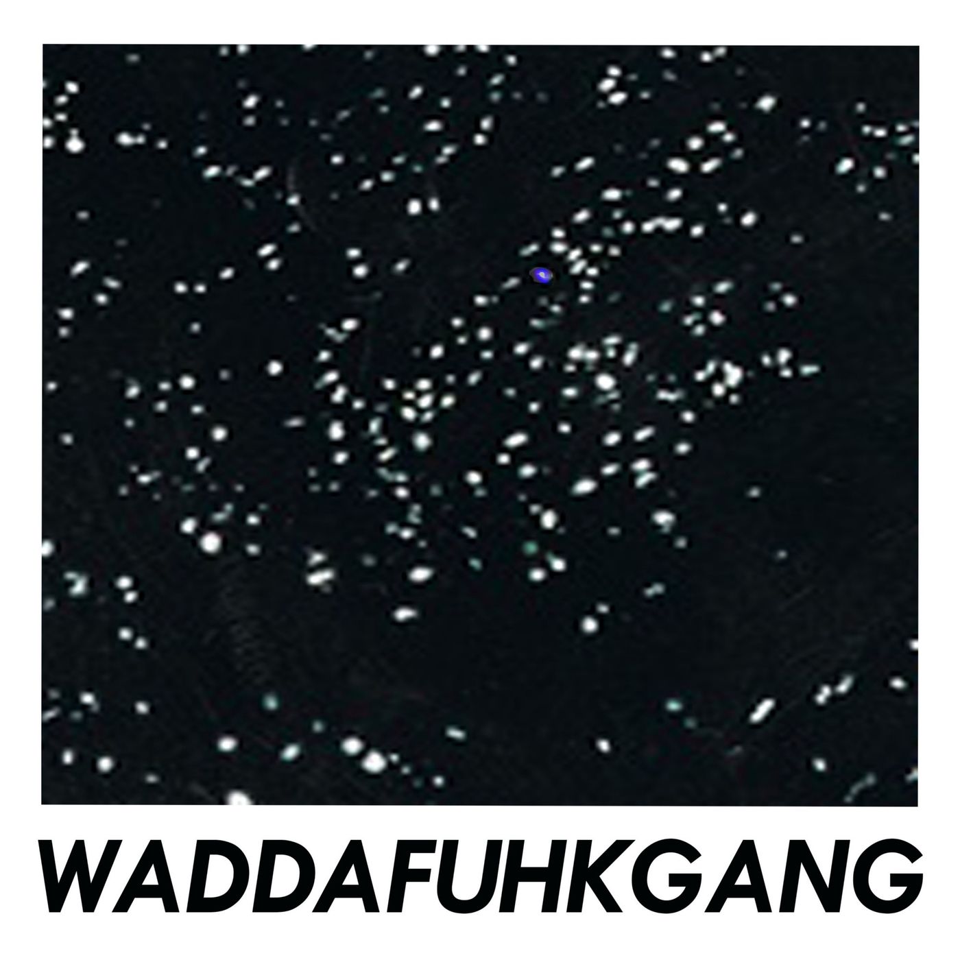 WaddafuhkgangFrequency