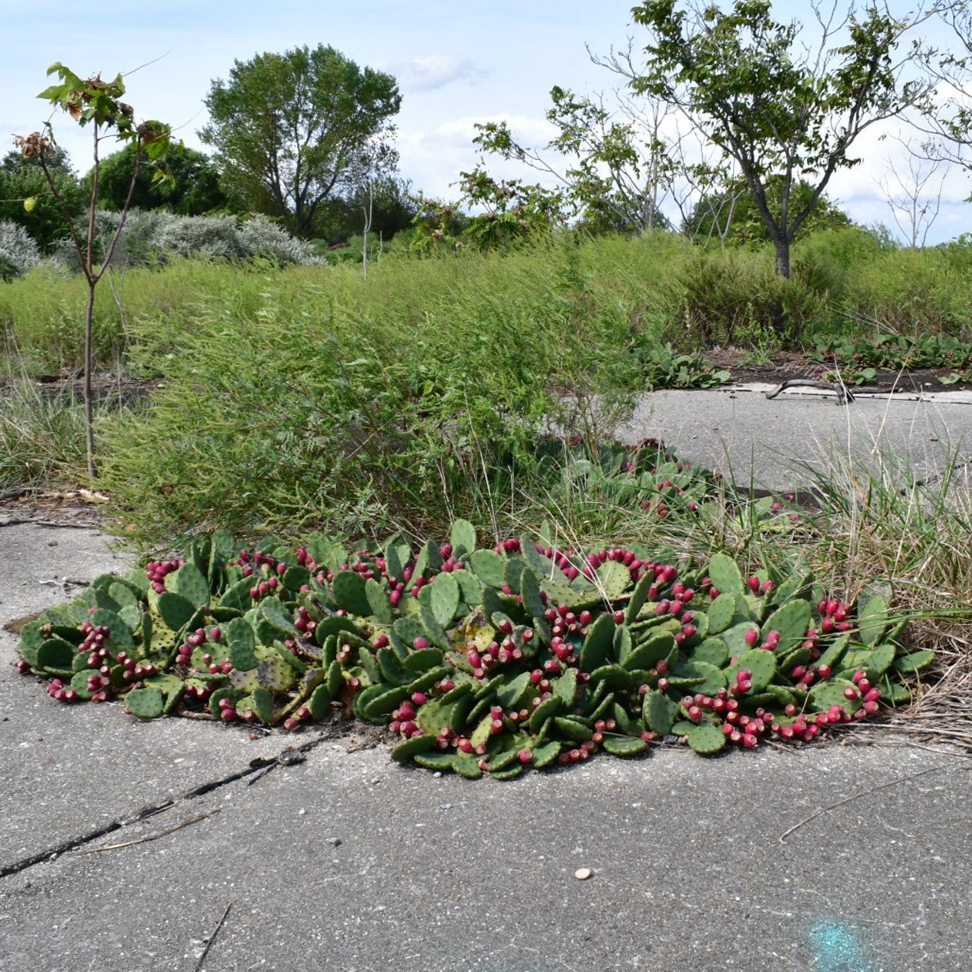 Cornell Herbarium, Brooklyn Cactus, VA Buckwheat