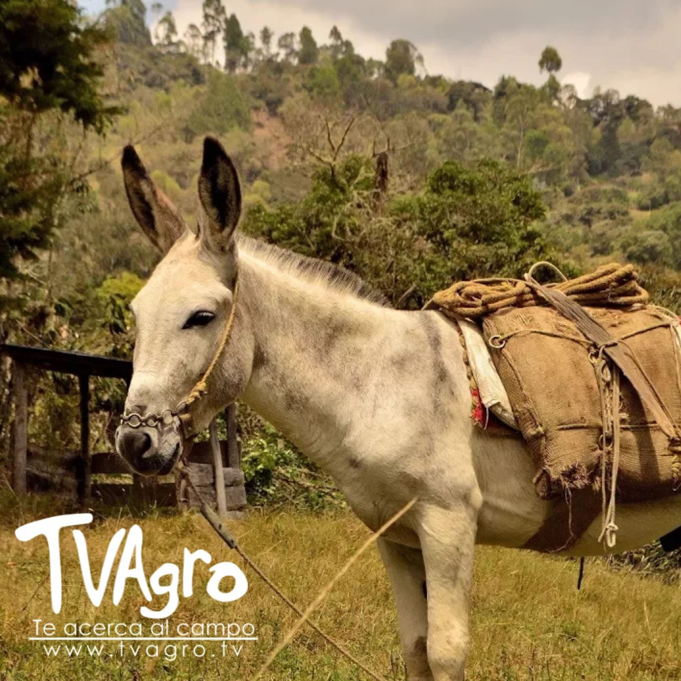 TV AGRO
