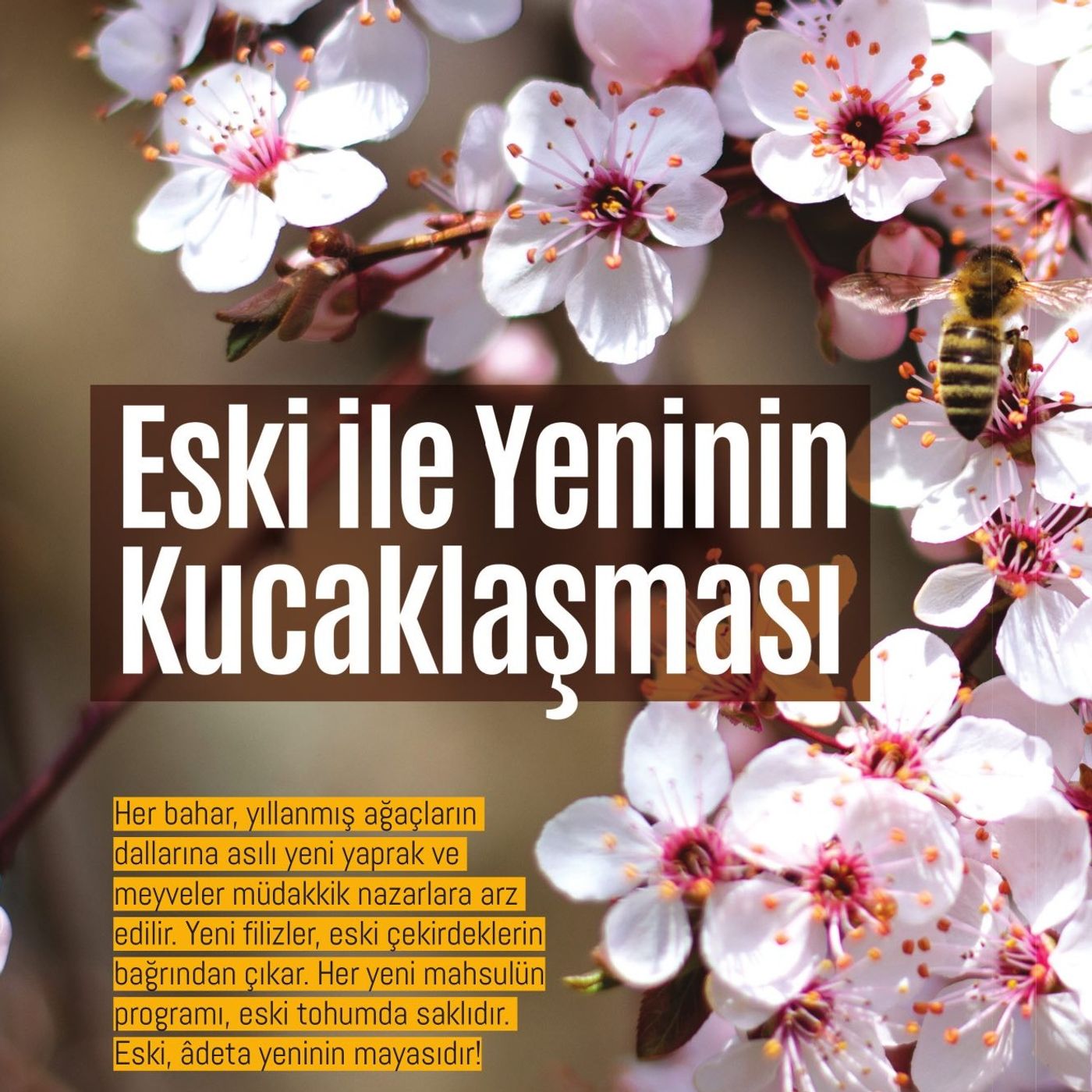 Eski ile Yeni Kucaklaşması episode artwork