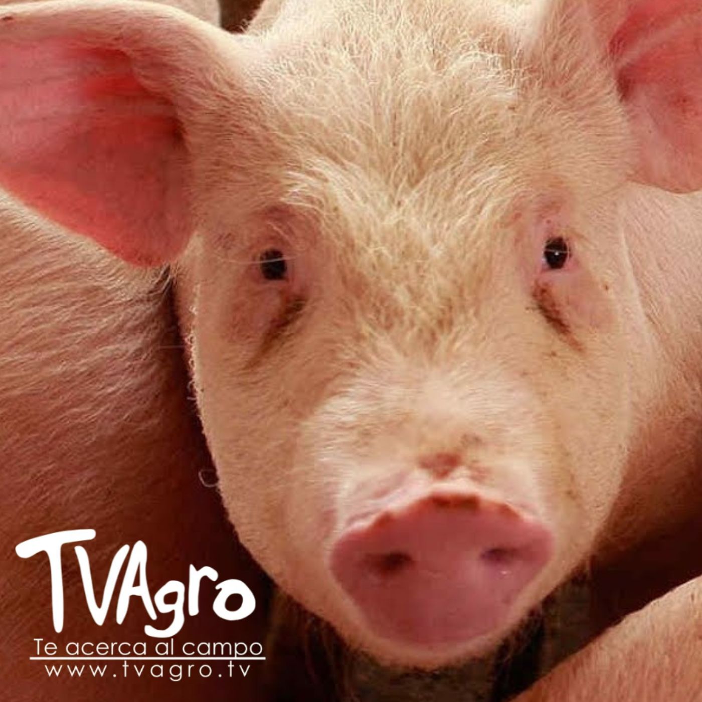 TV AGRO