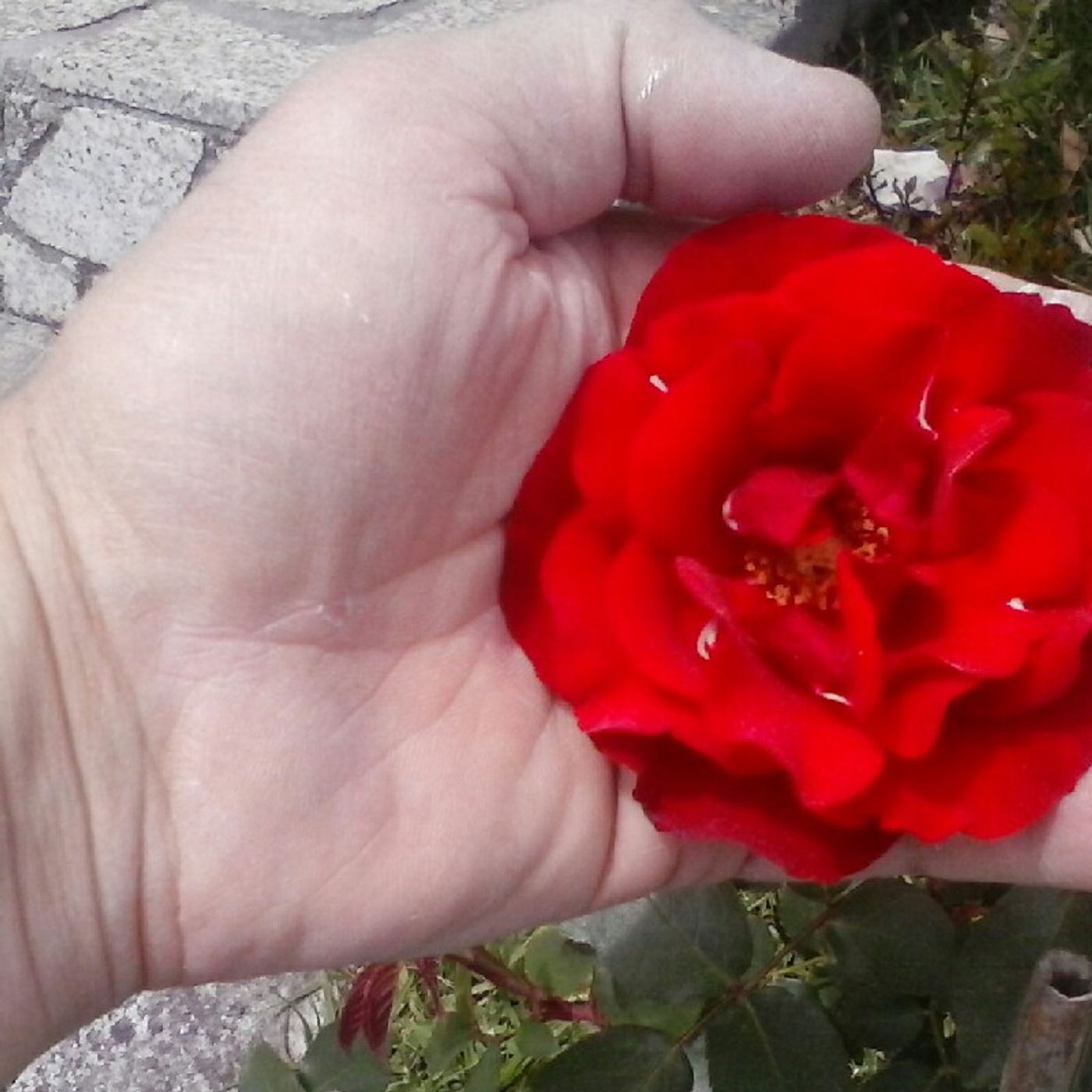 (Japi Poeta) Para Enamorarte