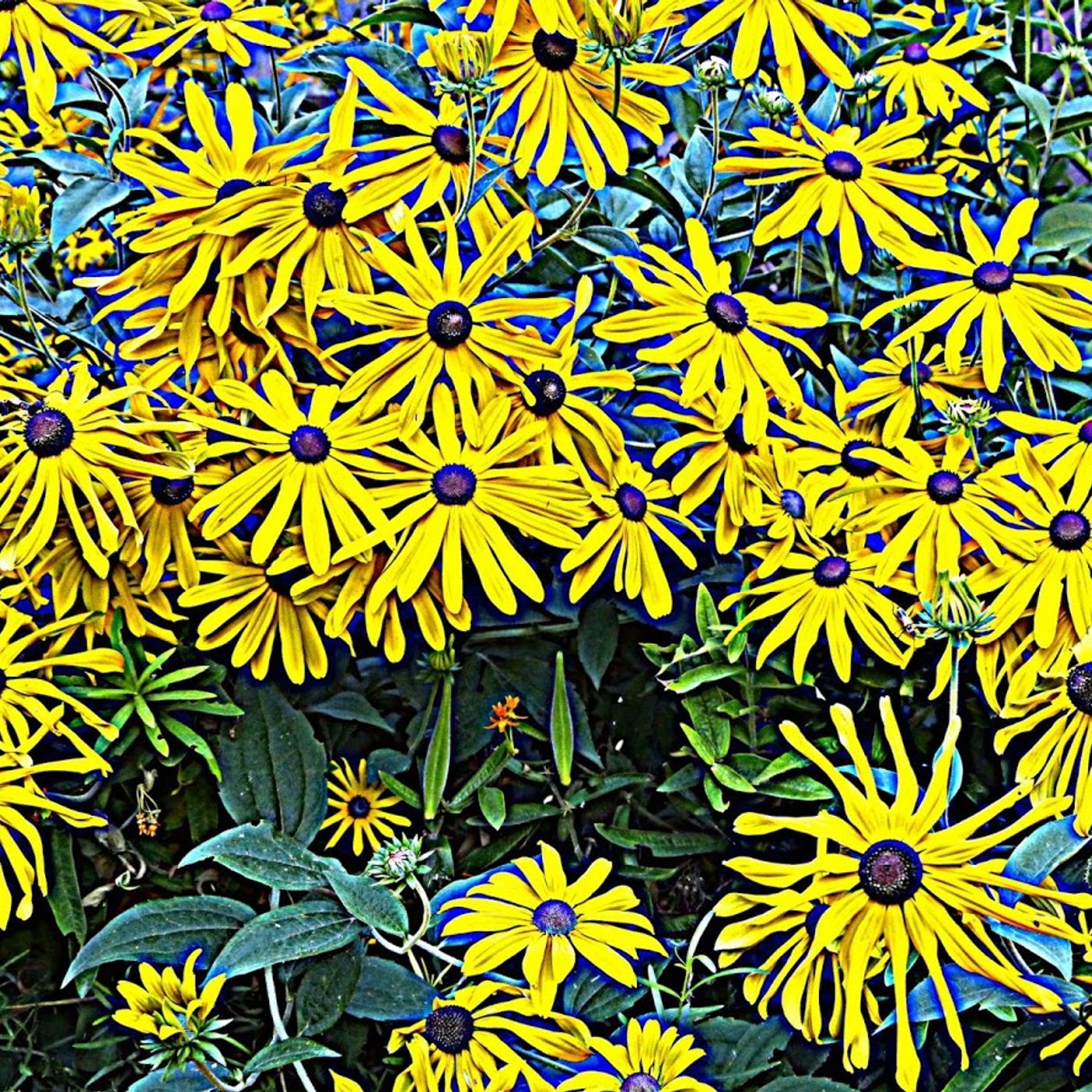 Easter Wildflowers episode artwork