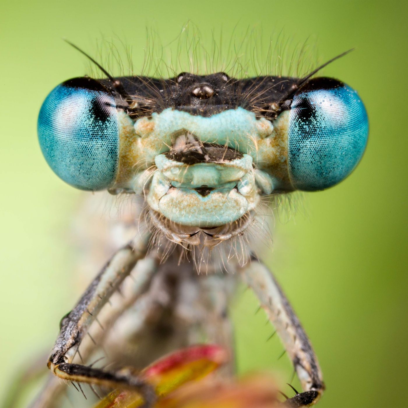 What we — and AI — can learn from nature's intelligence episode artwork