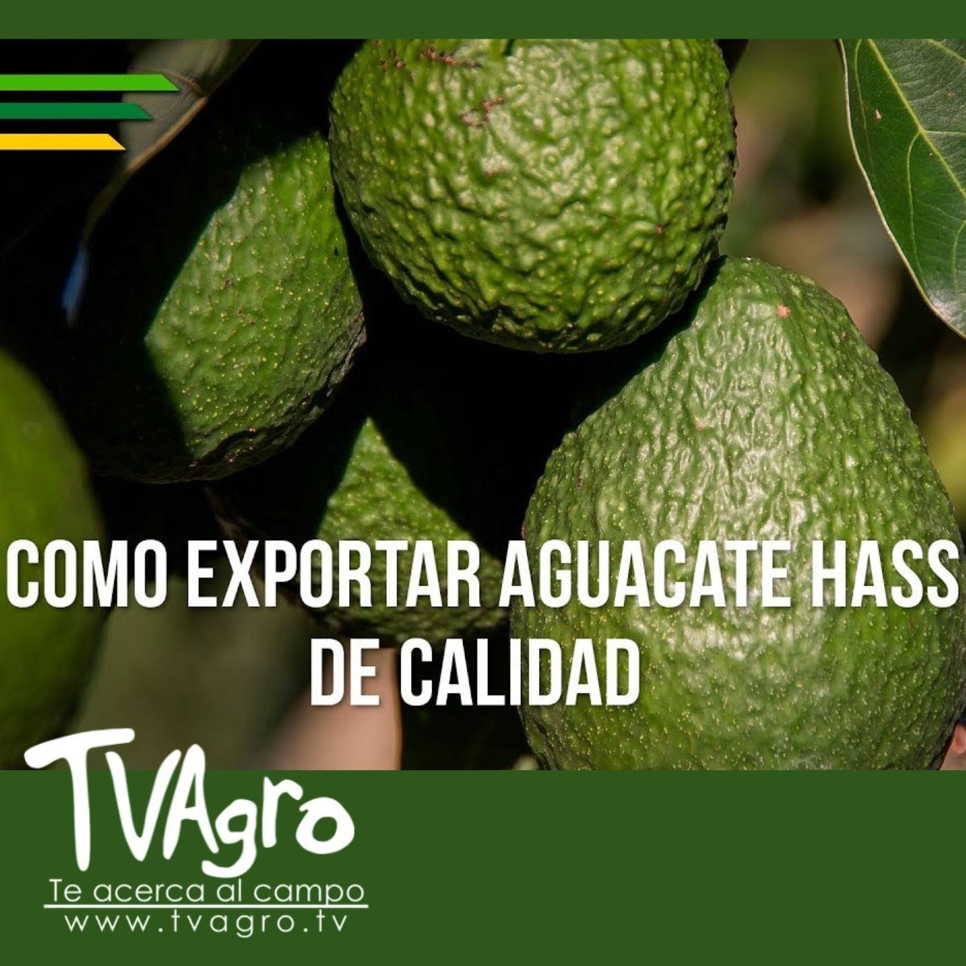 TV AGRO
