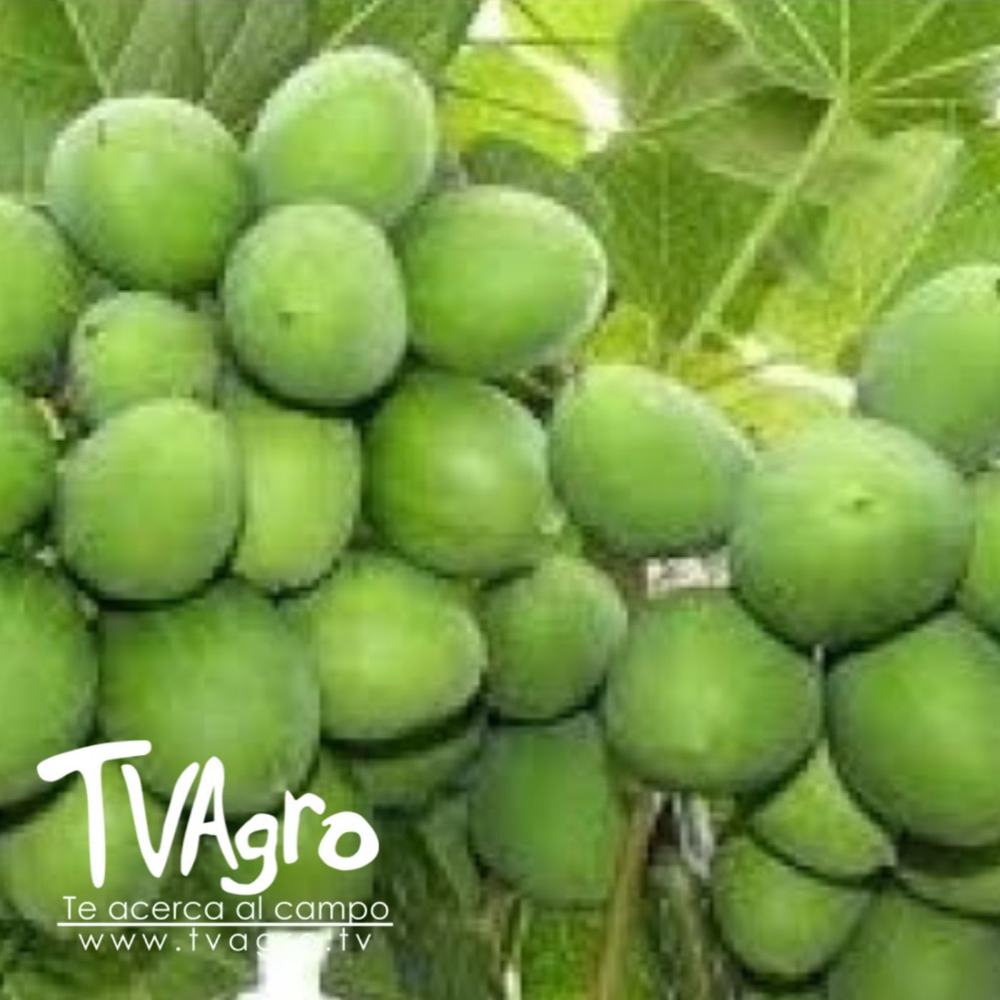 TV AGRO