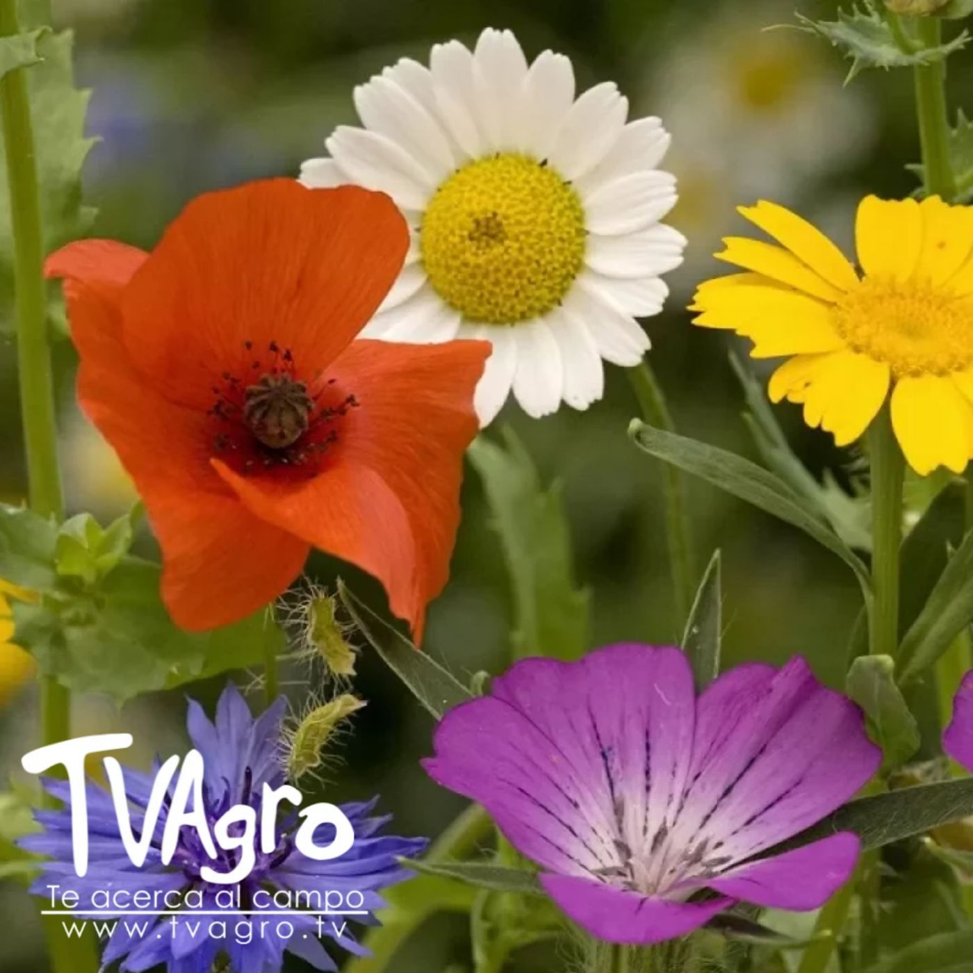 TV AGRO
