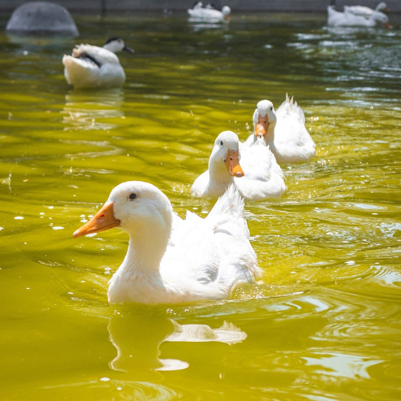 Talking about ducks for 3 mini strait cover art