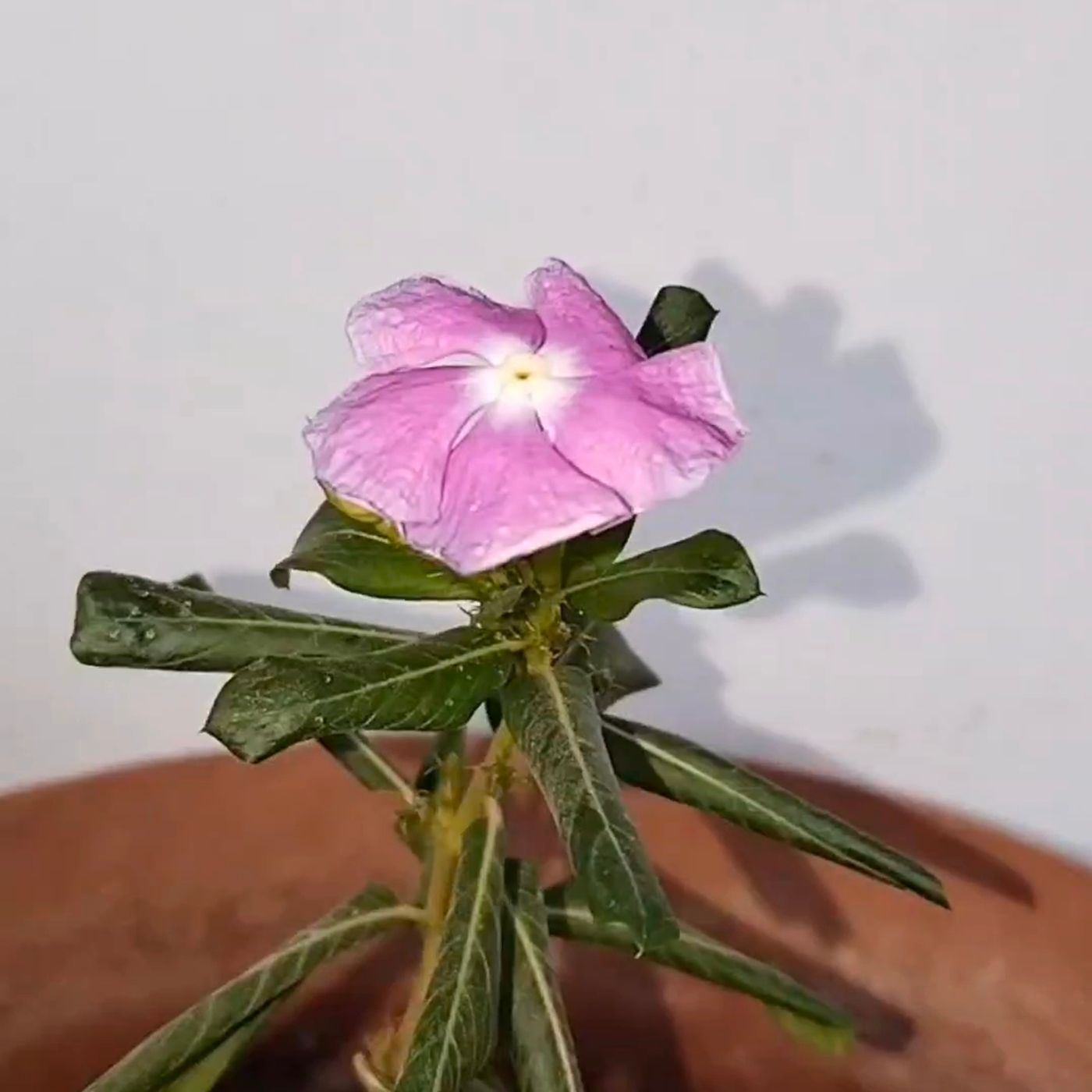 Açıl Cennet Kapısı Ya Hu Ya Mevlam