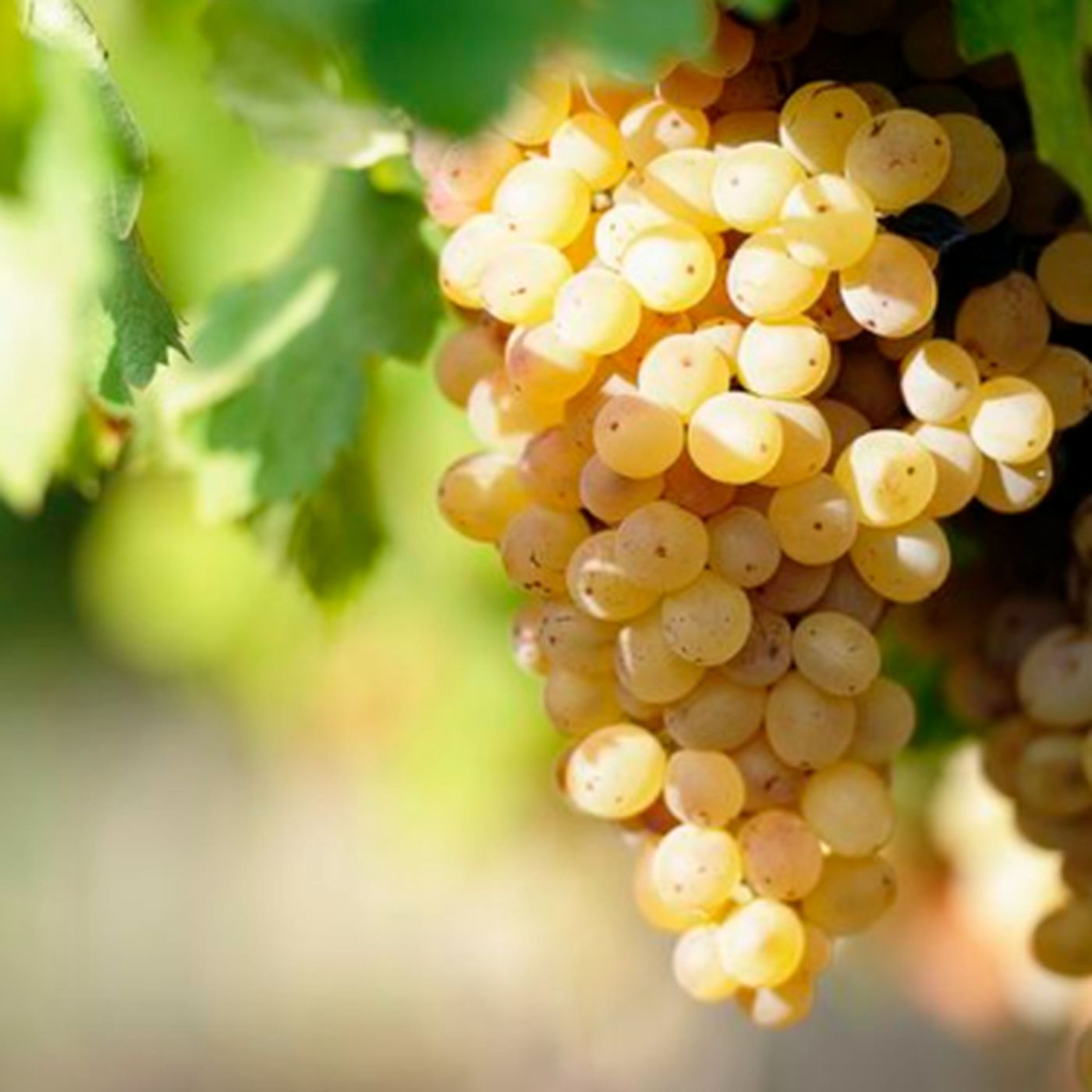 Sauvignon Blanc White Wine Grapes - Characteristics & Color episode artwork