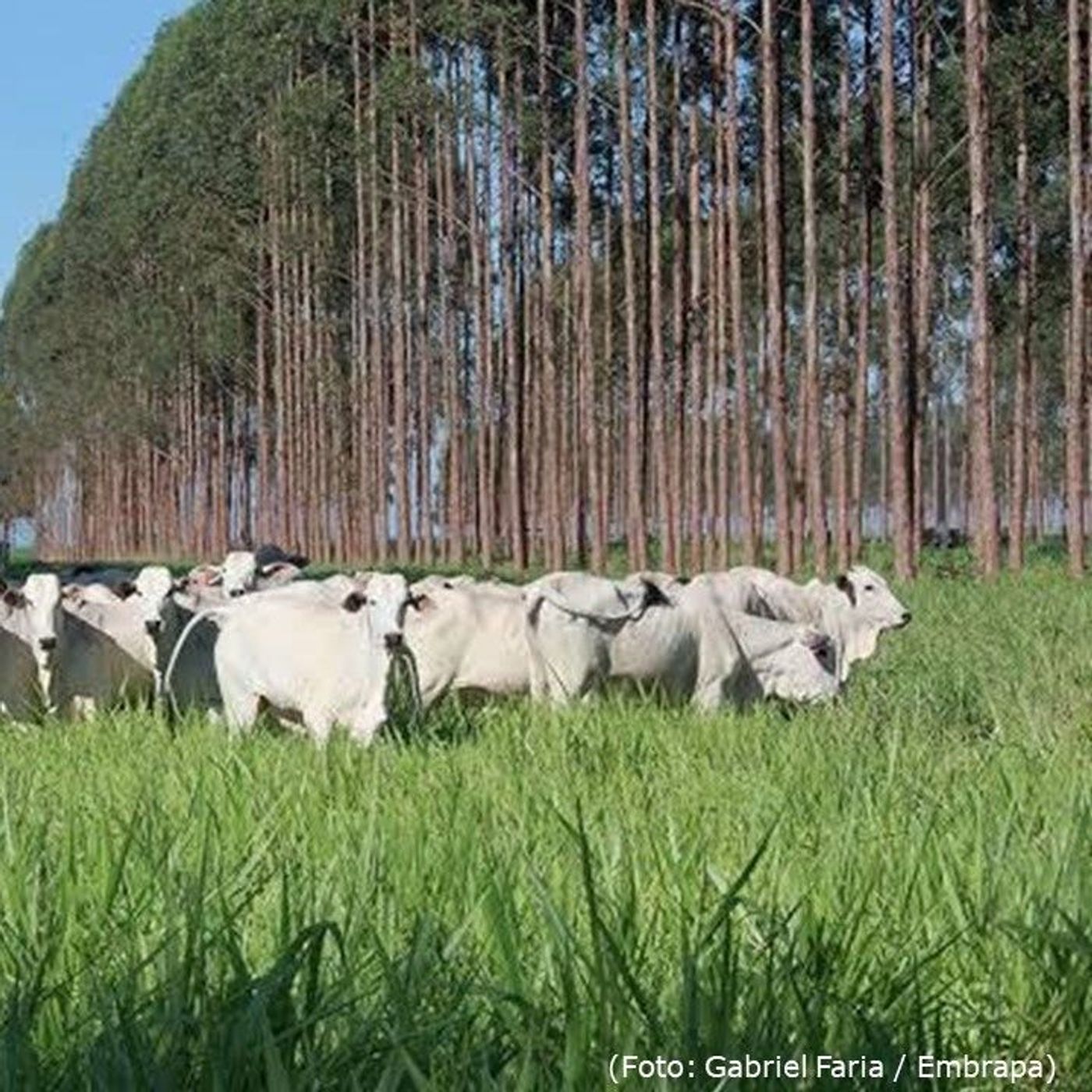 ILPF: sustentabilidade e produtividade no campo | BBcast Agro - 04/02/2026 episode artwork