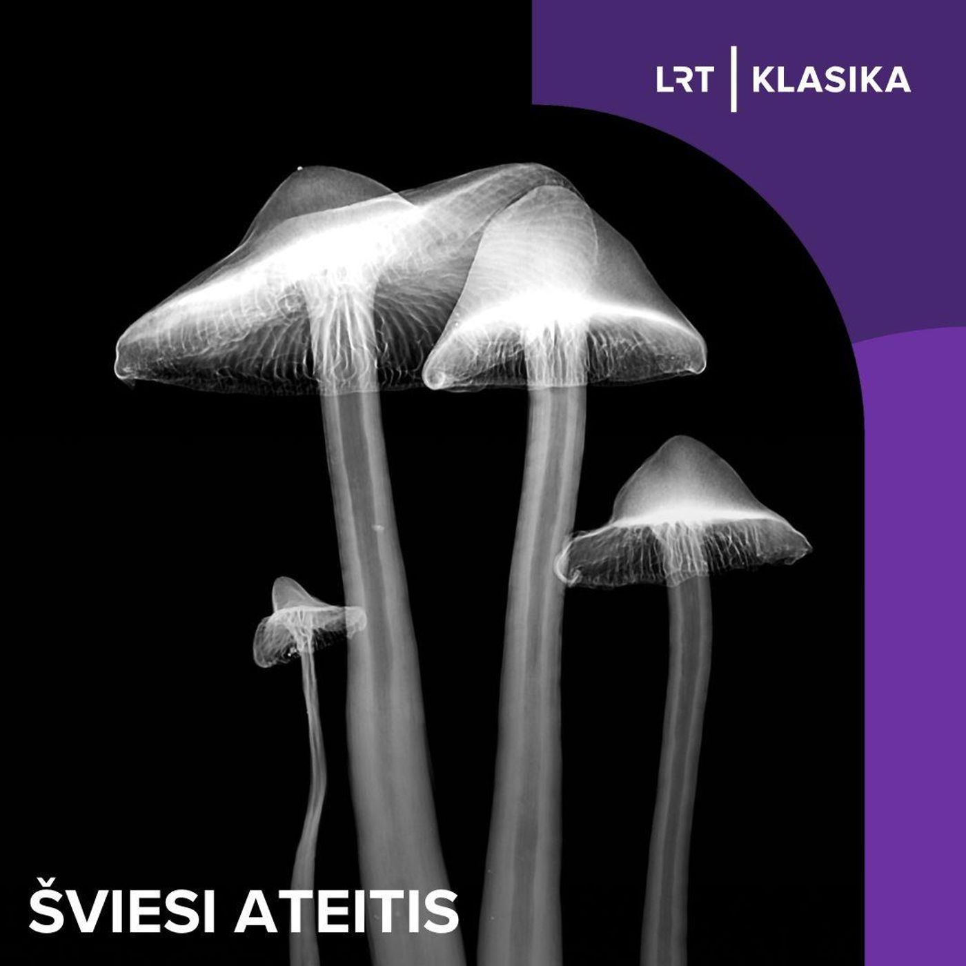 Šviesi ateitis. Grybai ir inovacijos: kaip šie unikalūs organizmai gali skaidyti teršalus ir kurti muziką