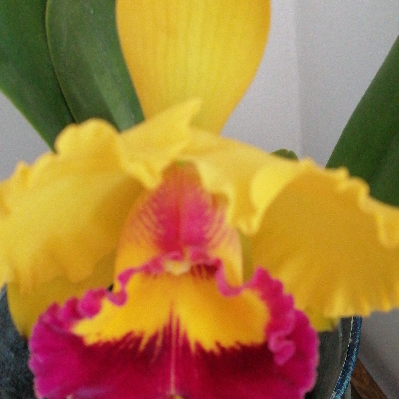 El podcast de Vivíana Torres