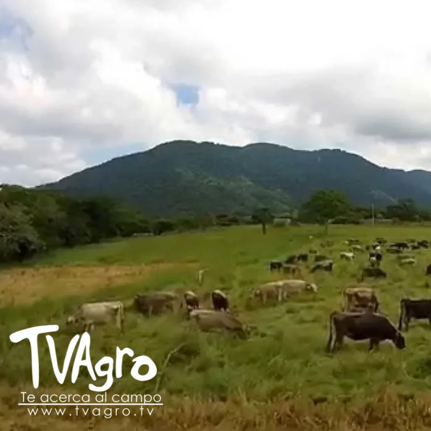TV AGRO