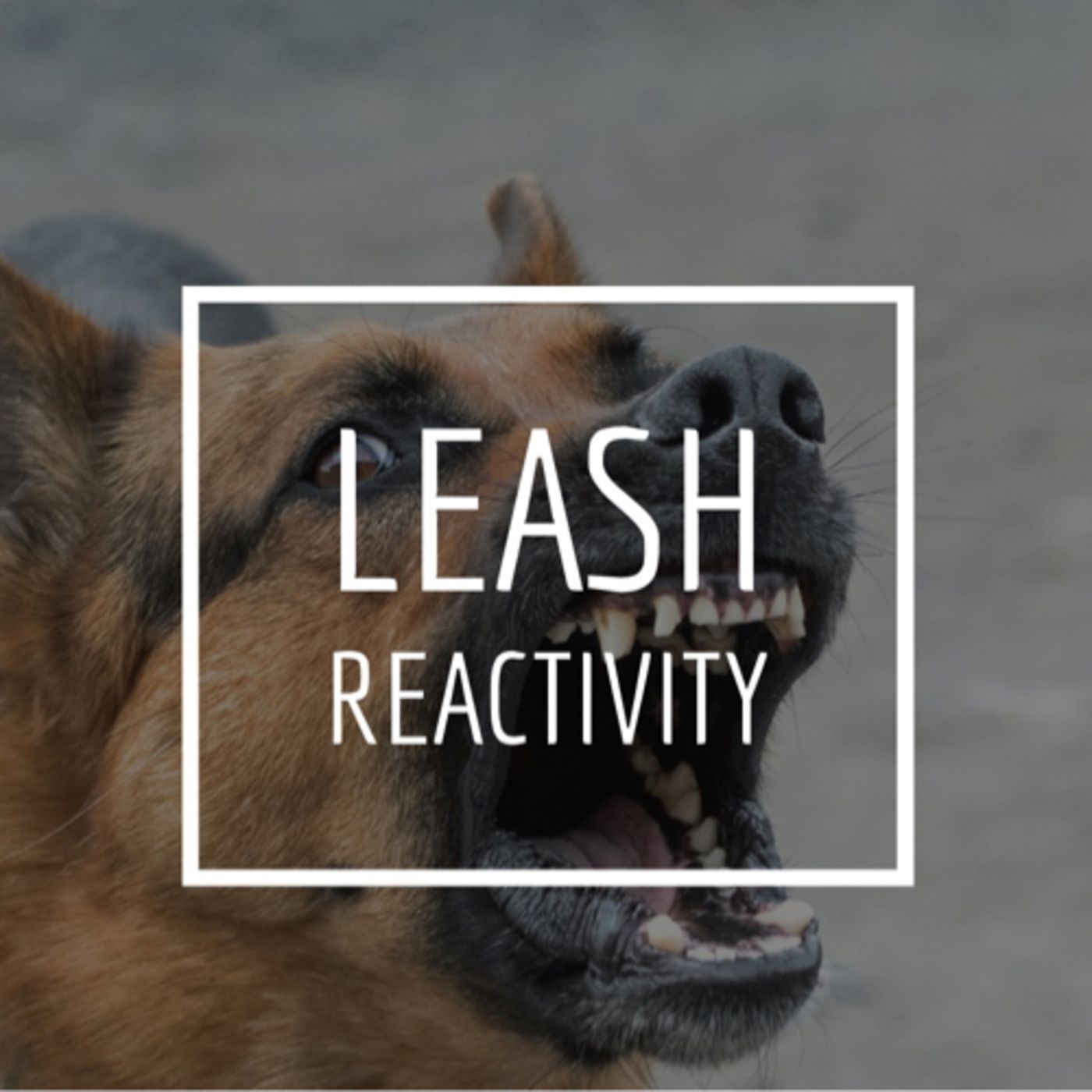 Leash Reactivity