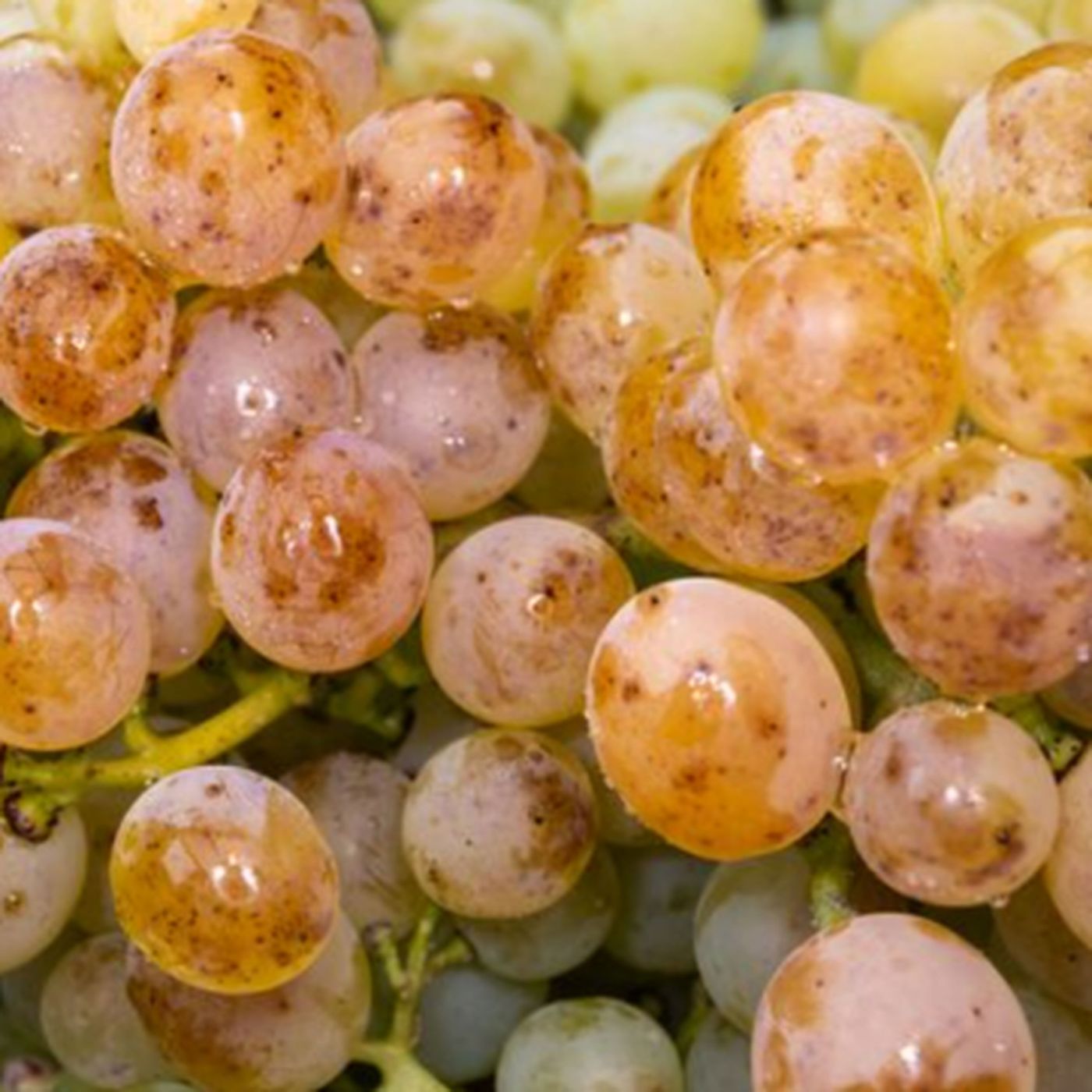 Riesling White Wine Grapes - Characteristics Taste & Color episode artwork