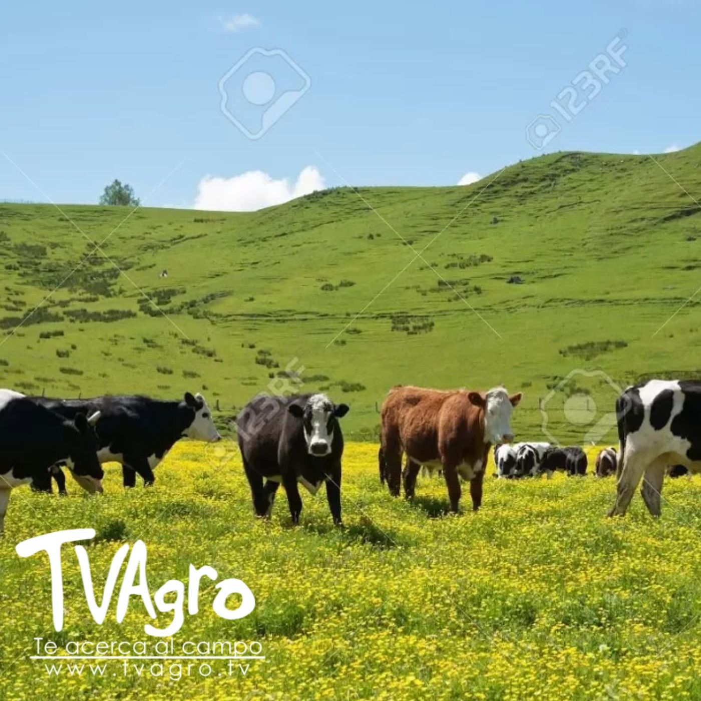 TV AGRO