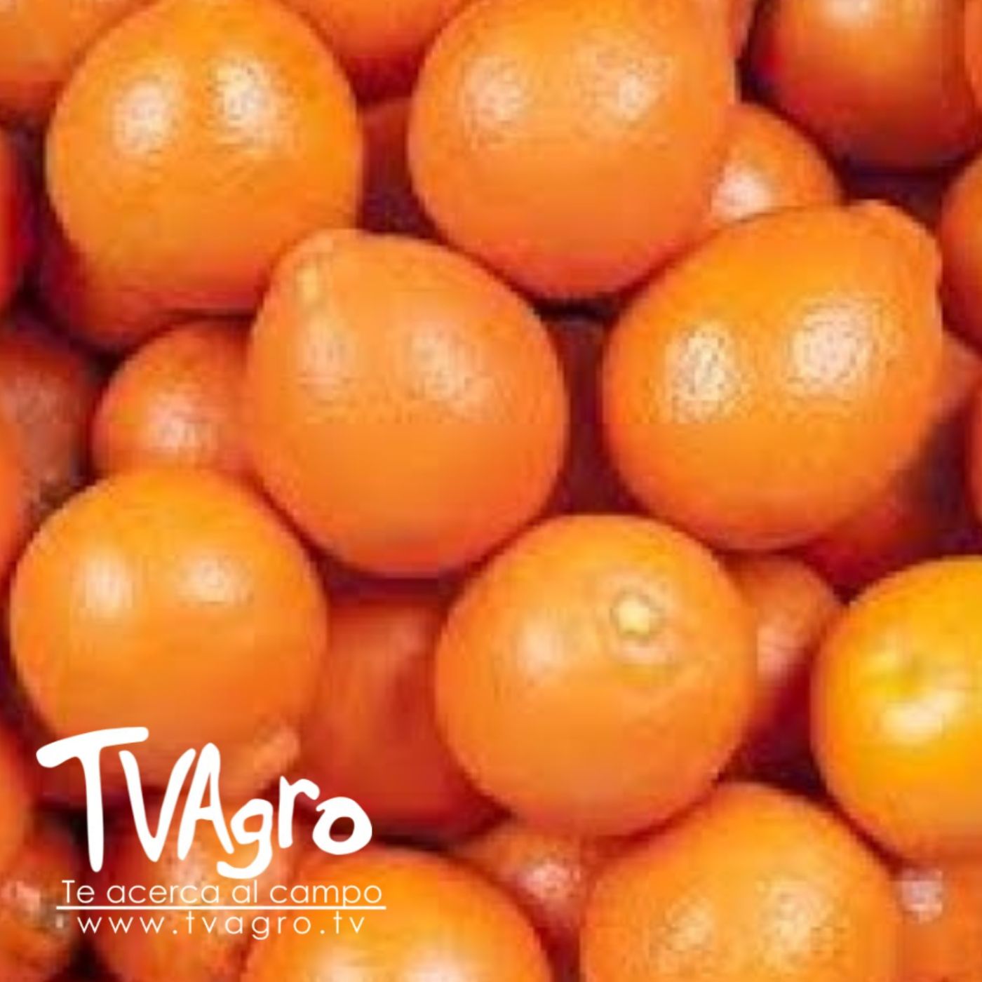 TV AGRO