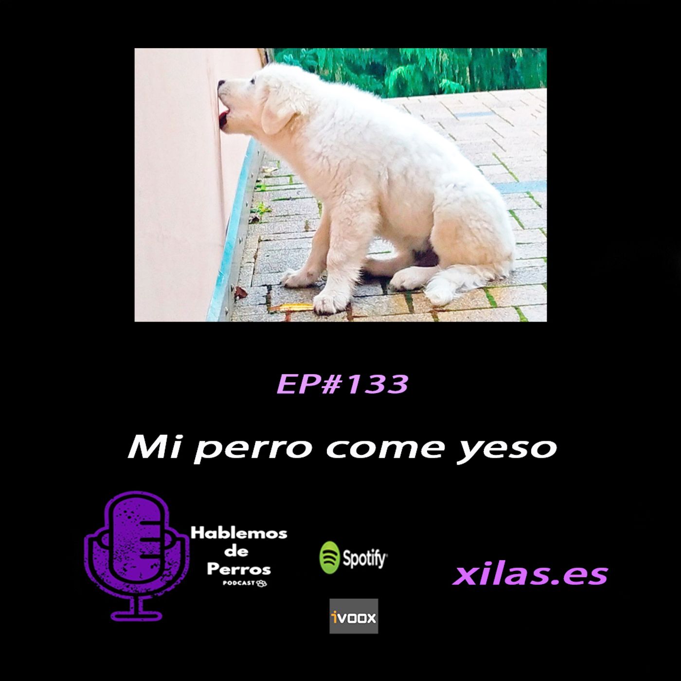 Hablemos de perros