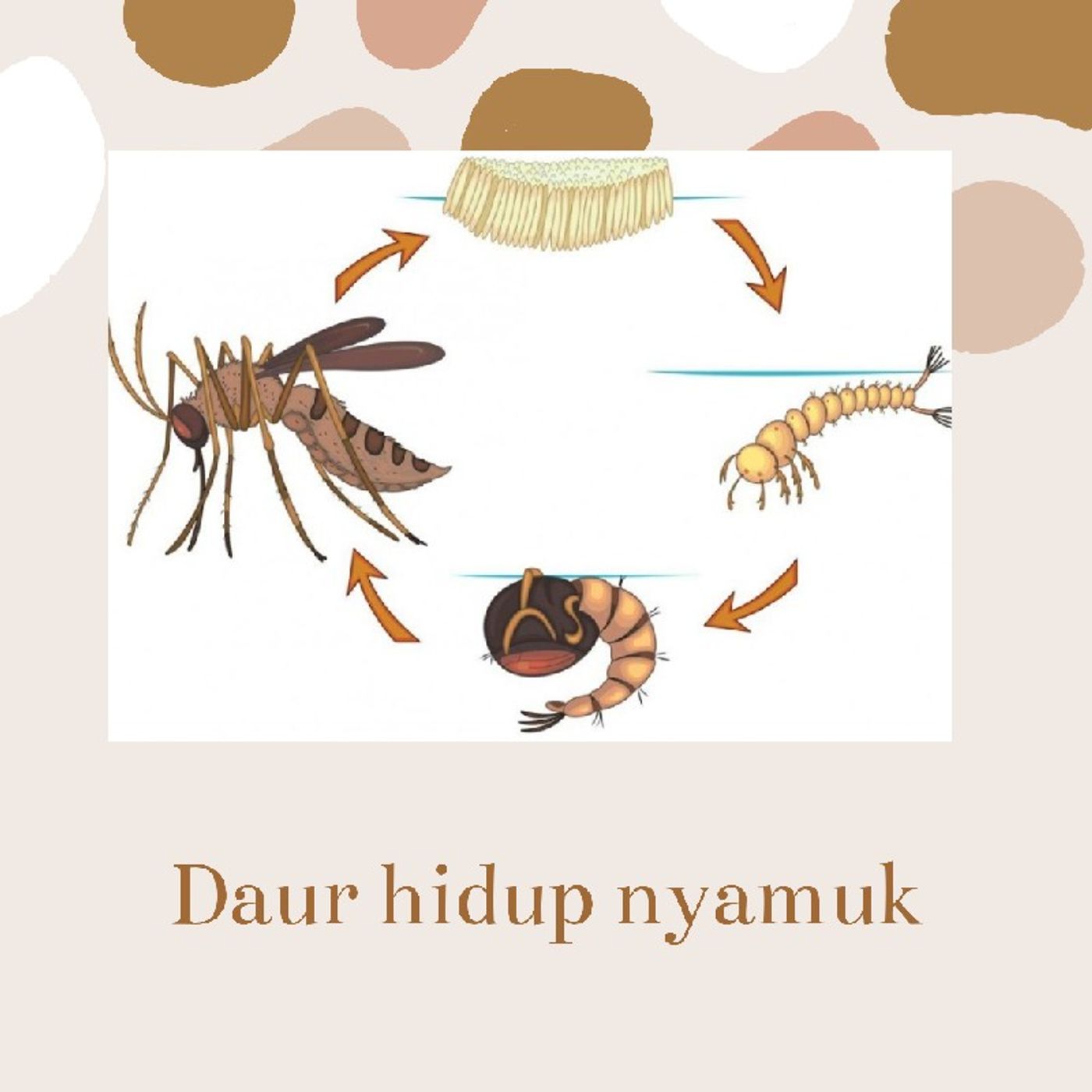 Dunia Kelas 3 SD