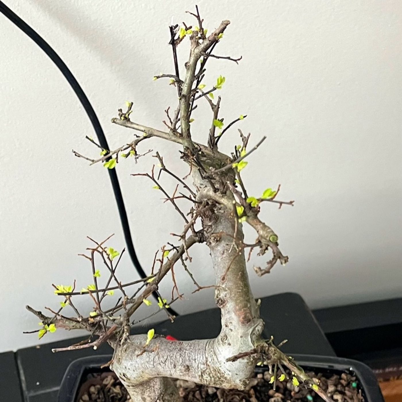 The Message of the Bonsai Tree (Part 2)