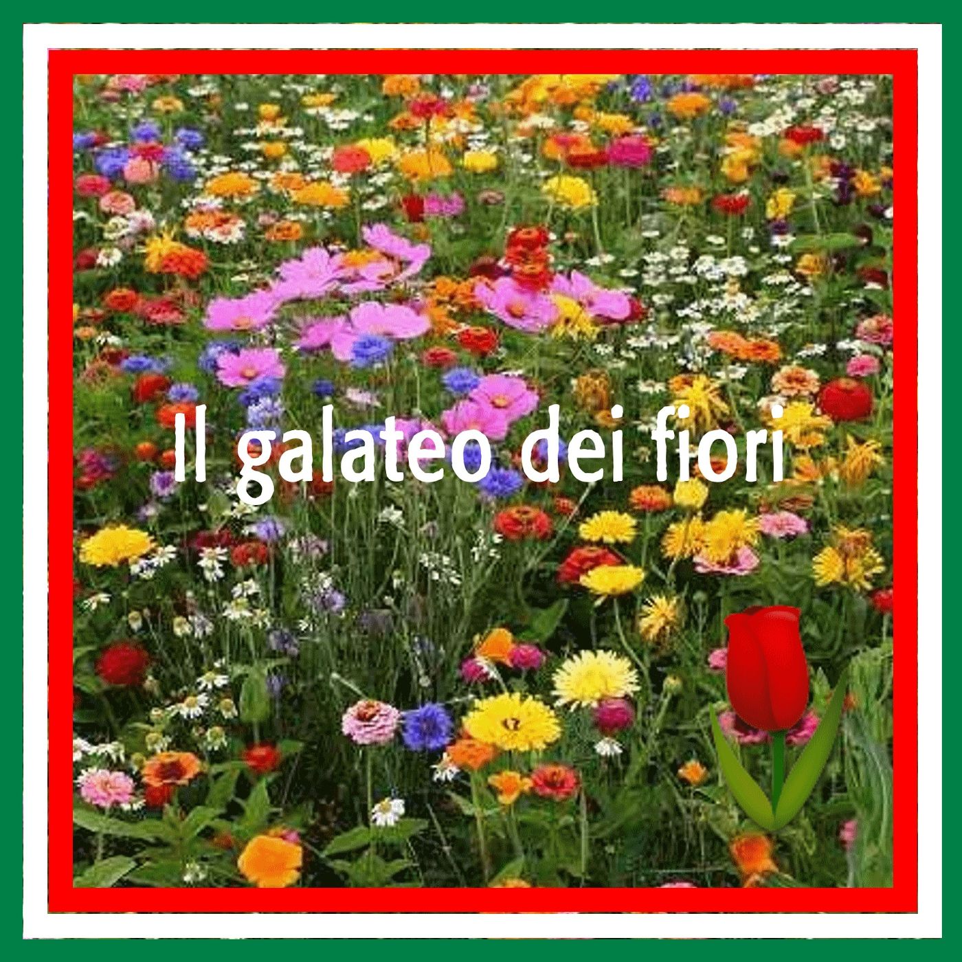 2LIP - Learn Italian with Luisa 🌷