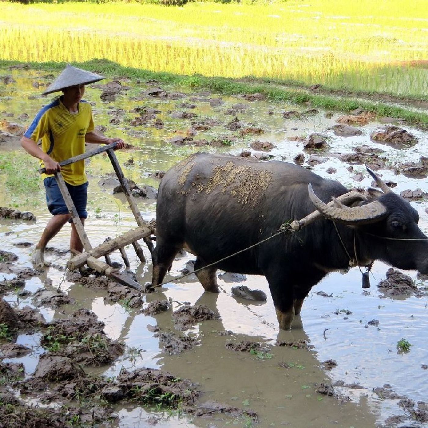A venda de 🐂 bois e 🐑 ovelha no templo que é coração ♥