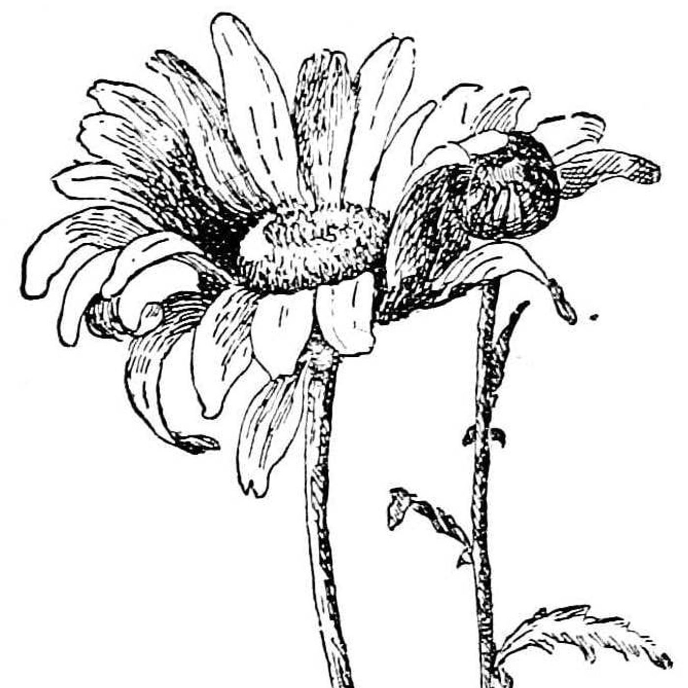 De grootste plantenfamilie ter wereld | Educatieve Verhalen episode artwork