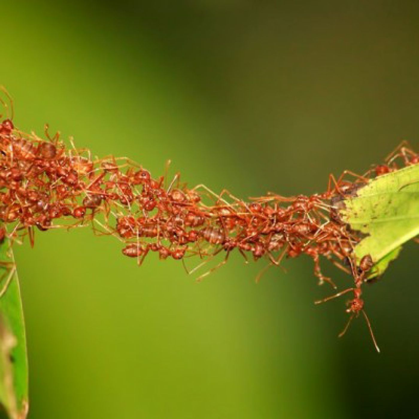 Why Ants Can Rule The World Pt. 1