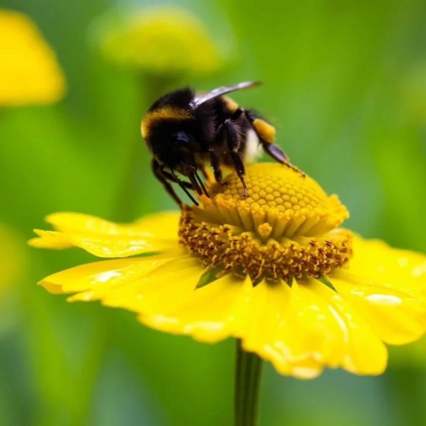 Clima e impollinatori per i bombi il caldo non è sempre un nemico episode artwork