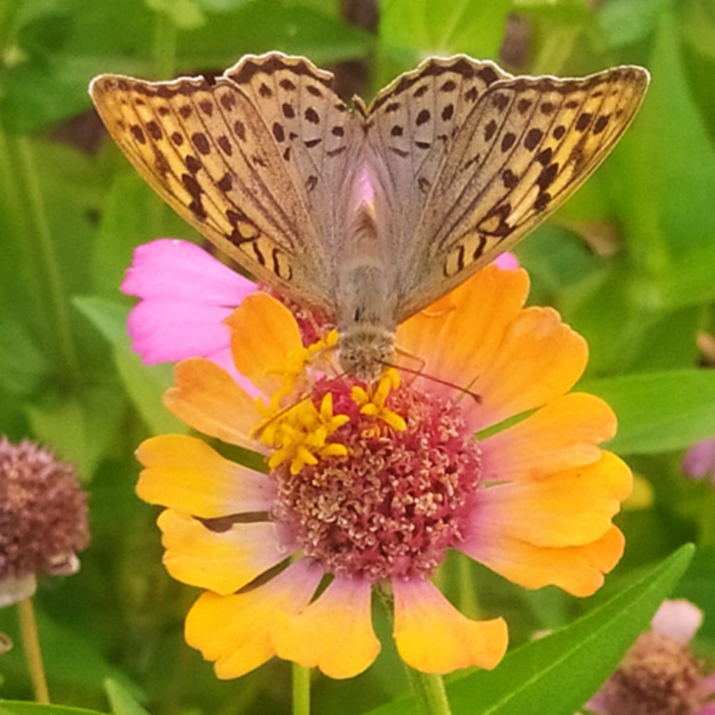 Cinco. Cuentos de mariposas.