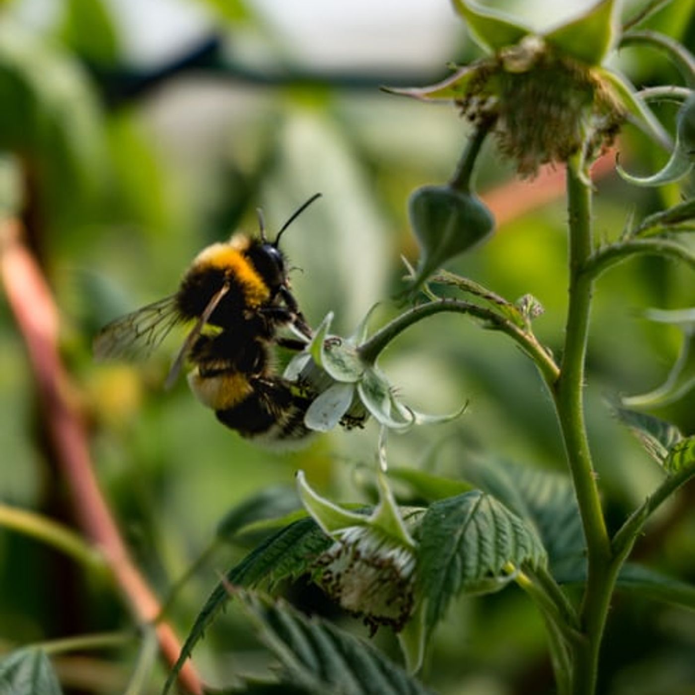 July 4 A Small Little Bee