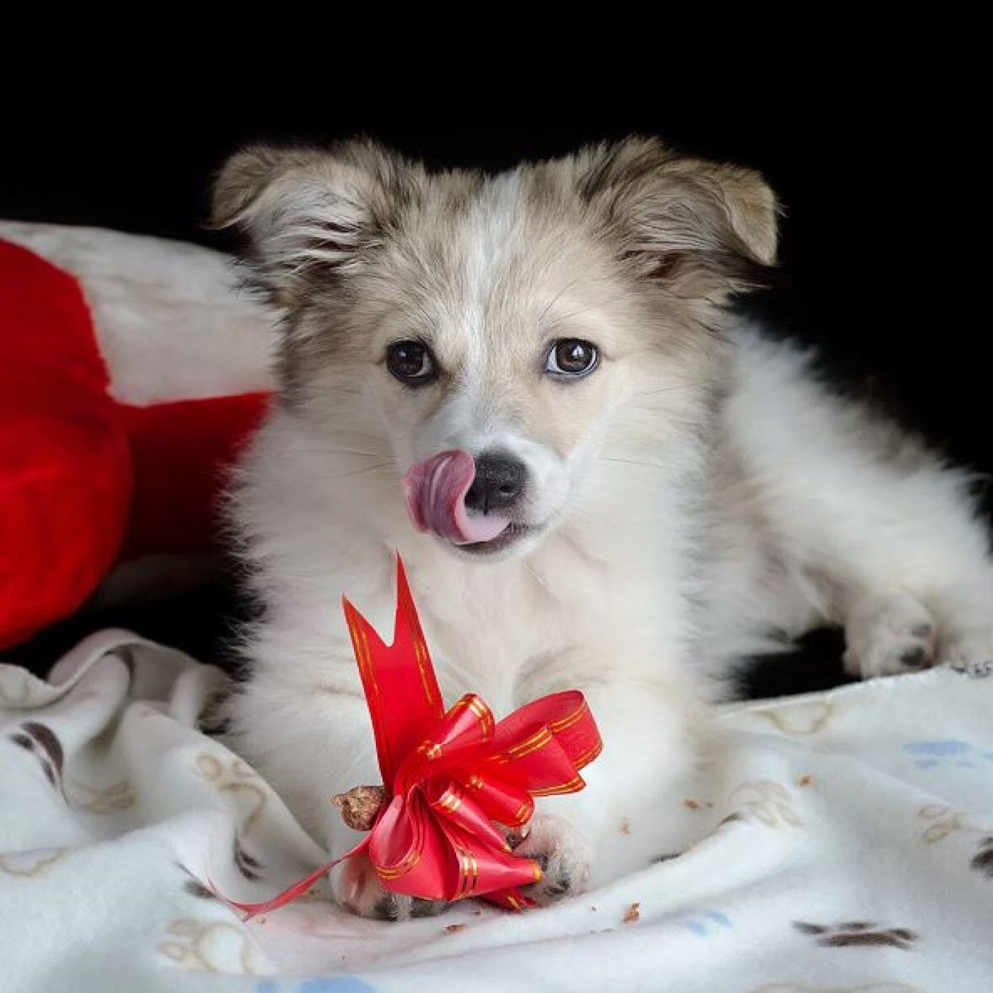 Wintertime Activities For Dogs