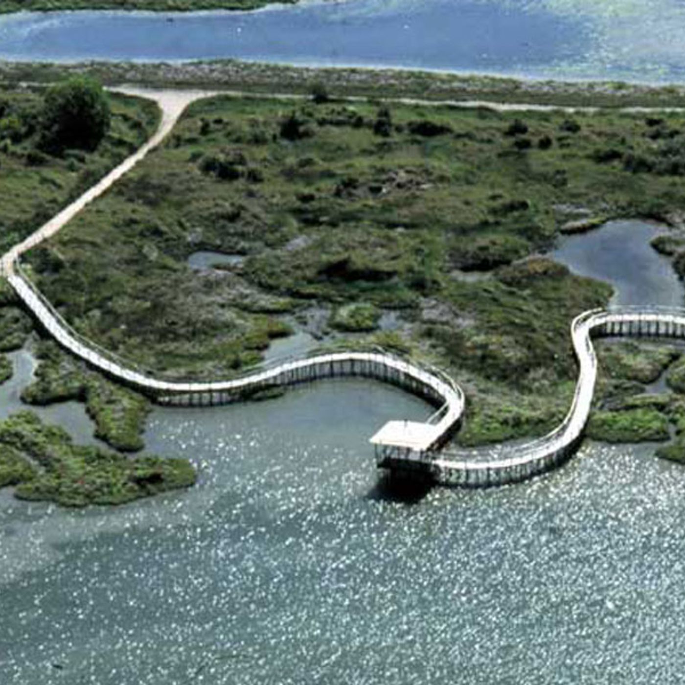 Il Giardino Botanico Porto Caleri: un'oasi naturale tra le dune del Veneto da scoprire episode artwork