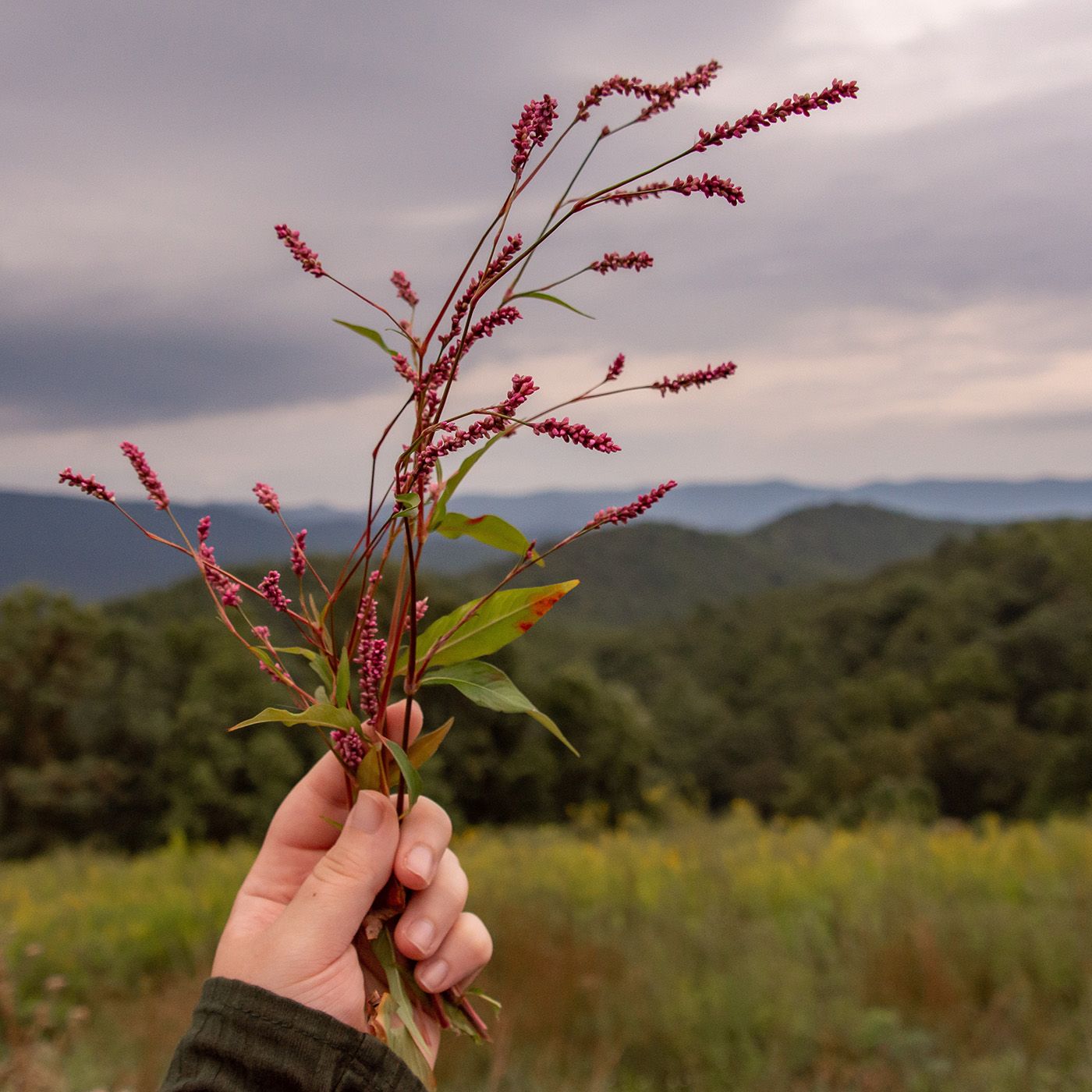 What Is Wildcrafting?