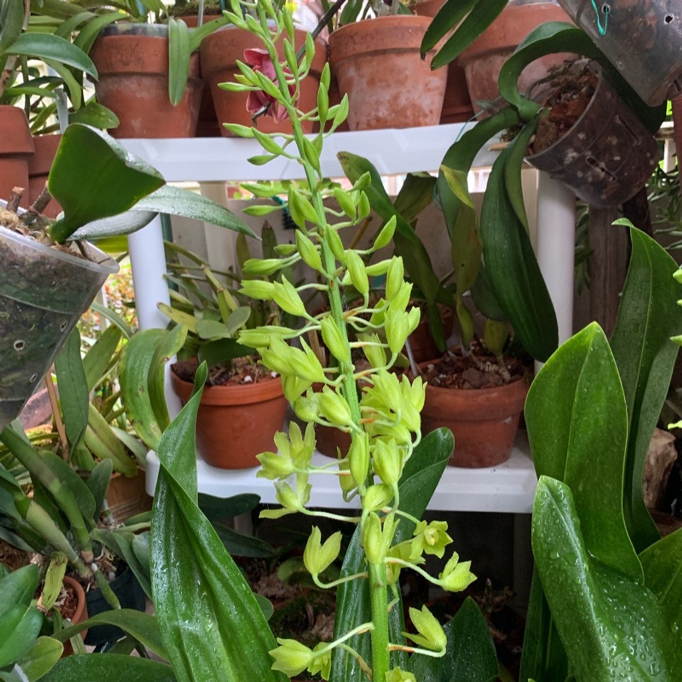 Episode 3 - Orchid Chat With Dr Connors