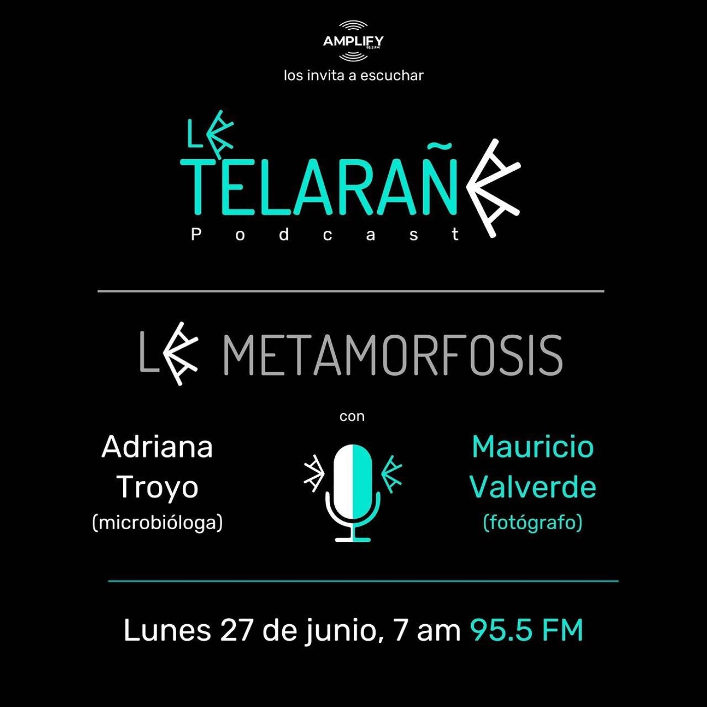 Portada de La Telaraña