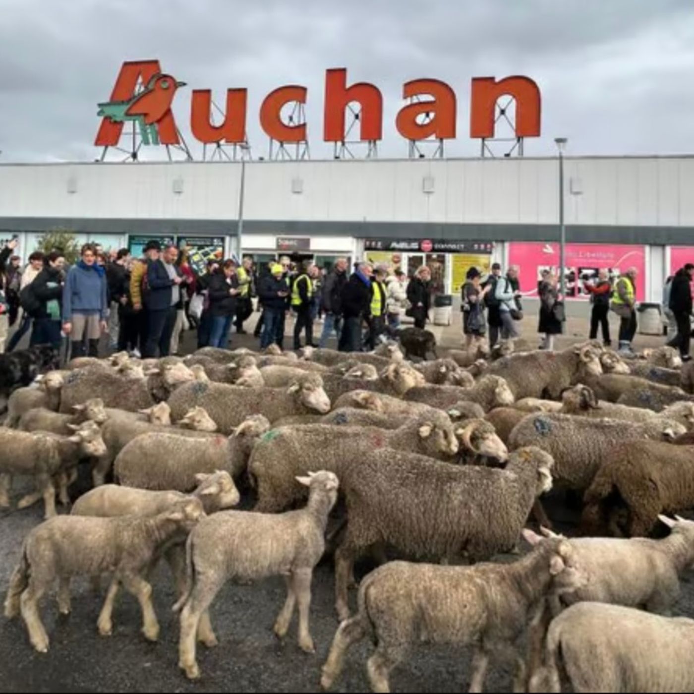 Francia24: Esplosione in fabbrica "Seveso" - Proteste agricoltori, pecore in piazza - ancora sul super-incrociatore - Meteo Parigi e Milano