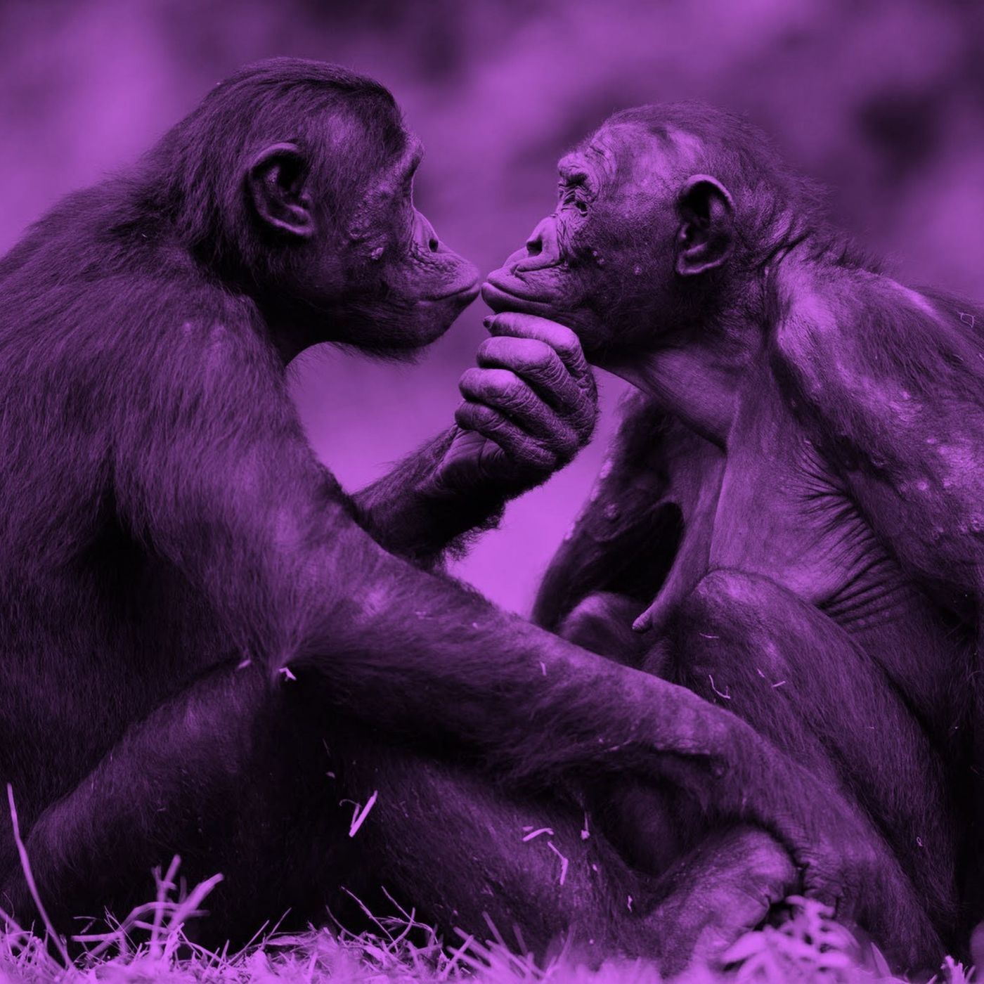 Bonobo o Scimpanzé? #Twitch - Etologia (w/ Donato Soranno)