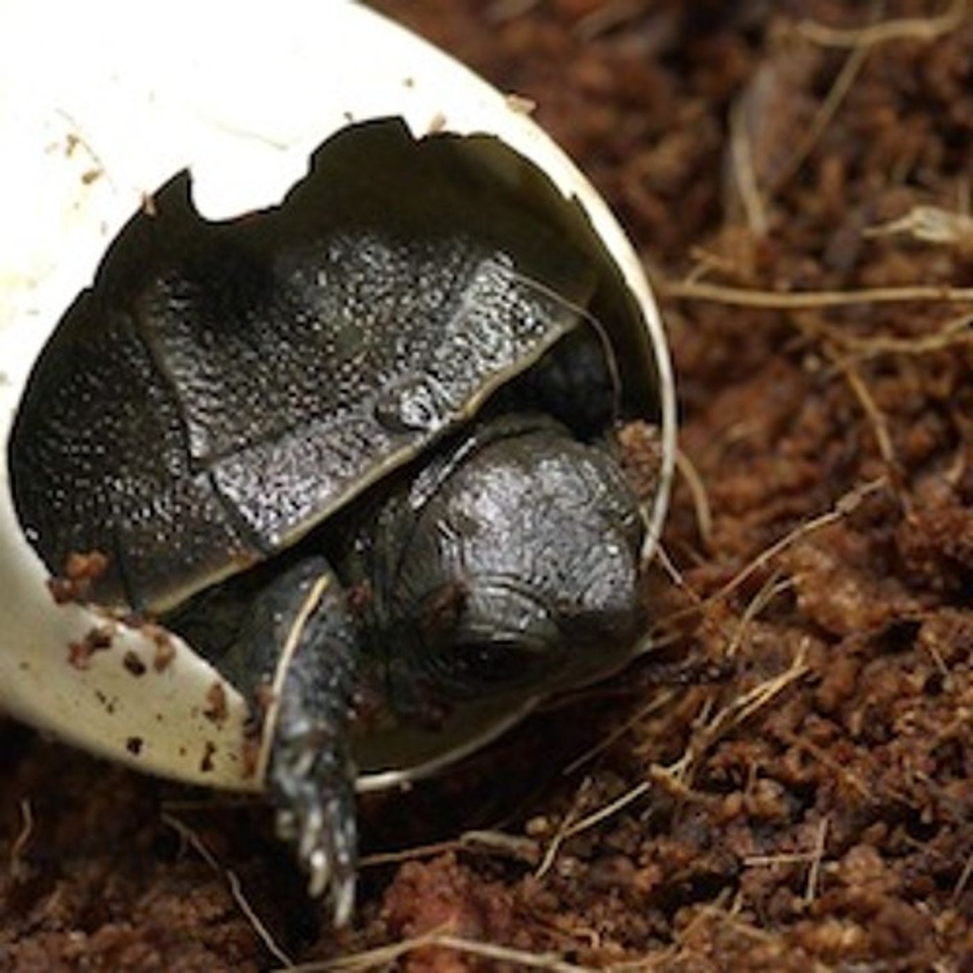 How The Columbia Gorge Scenic Act Helps Native Species episode artwork