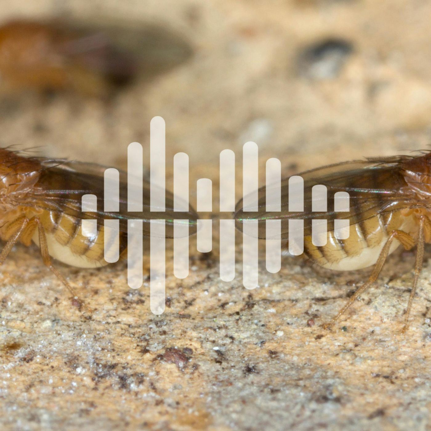 Science Time Podcast