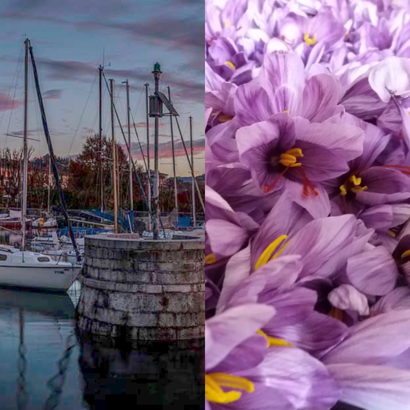 D. The Habsburg Port – Angera’s Saffron episode artwork