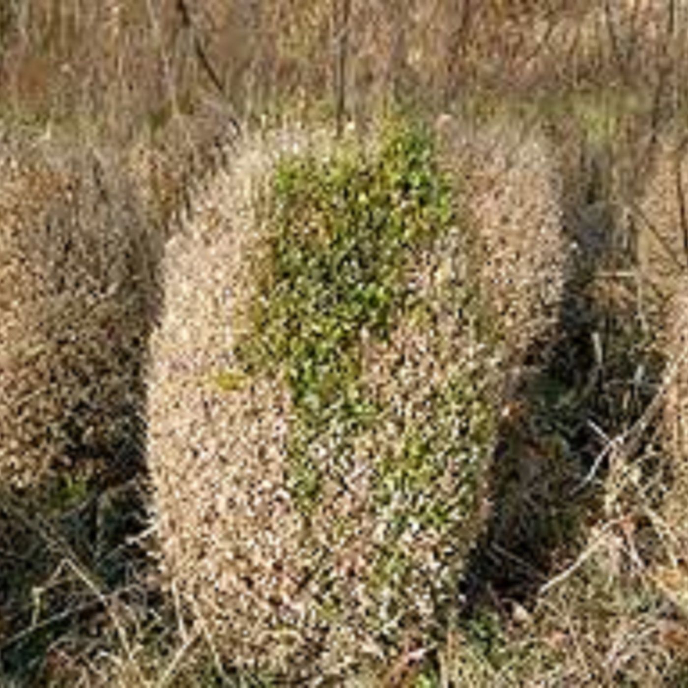 Did you miss Buggy Joe?  How are your boxwoods? Did you miss Buggy Joe?  How are your boxwoods?