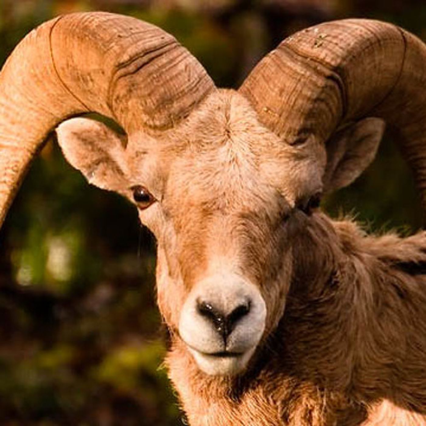 Washington Euthanizing Diseased Bighorn Sheep episode artwork
