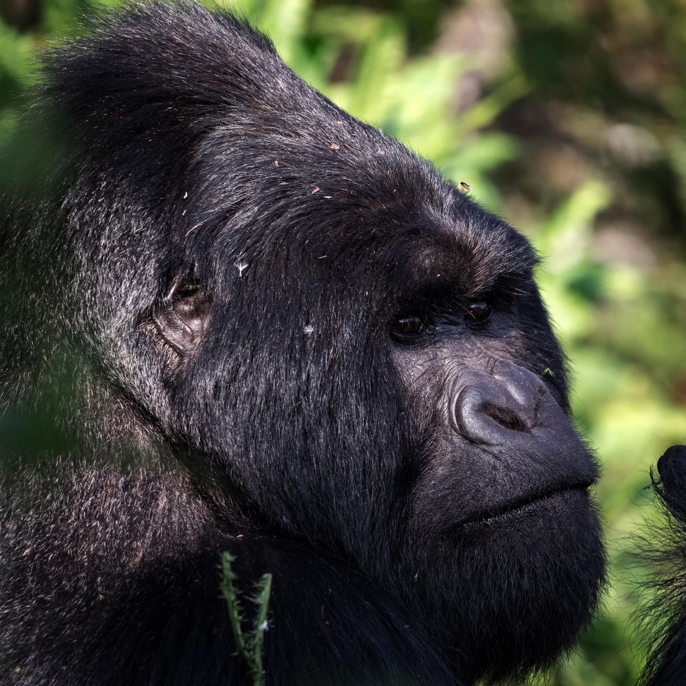 The comeback of the mountain gorilla episode artwork