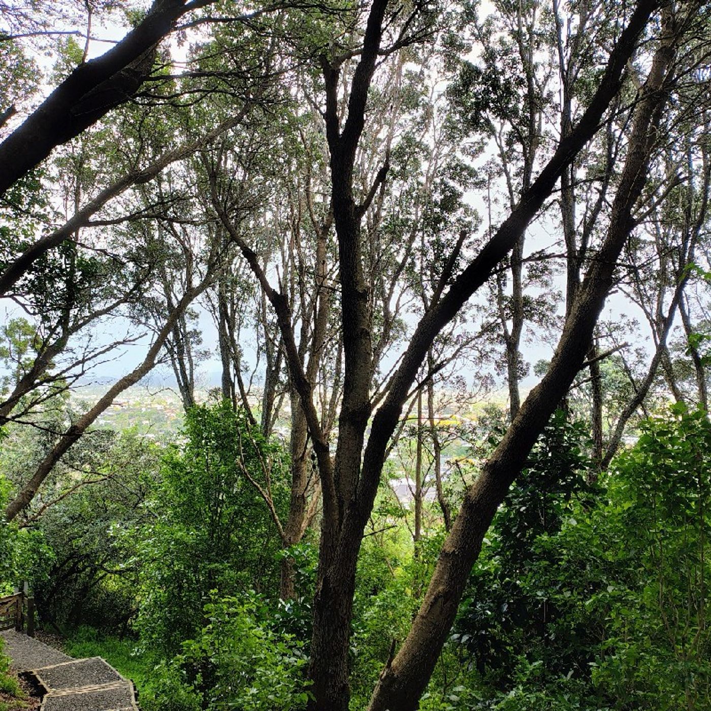 Walk the Mic with Charles the Kiwi