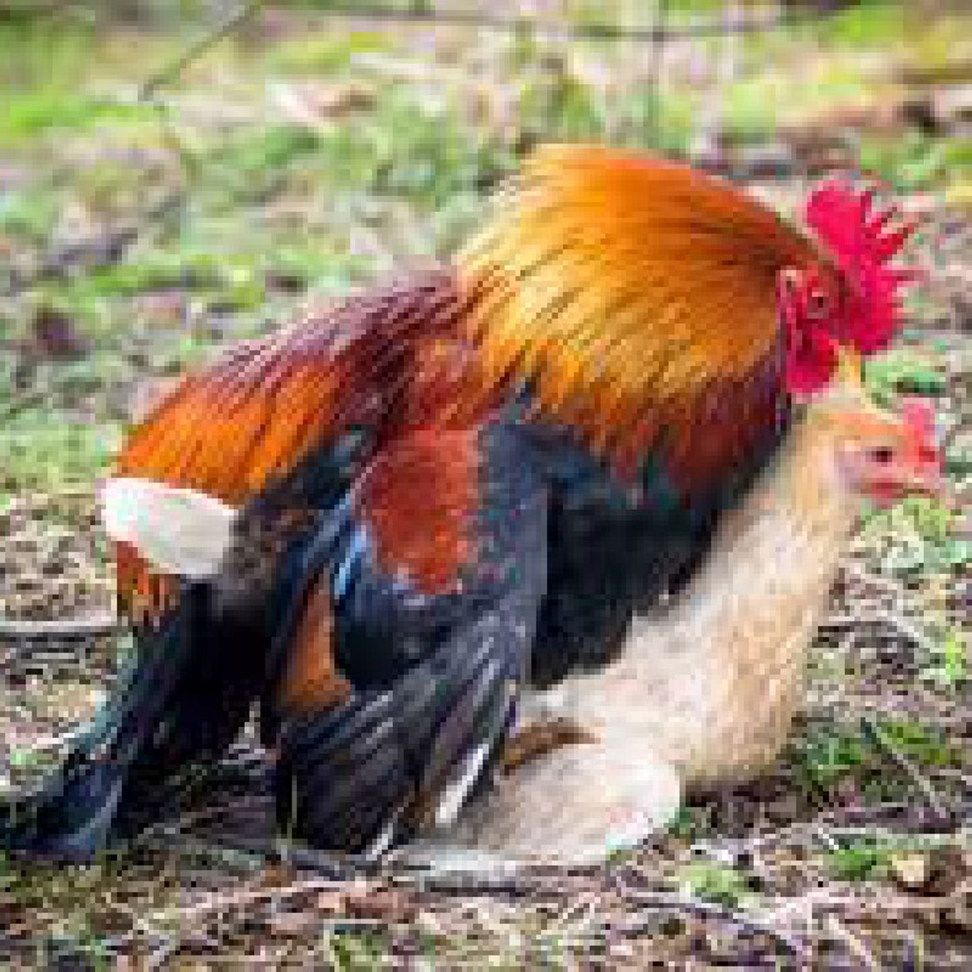 HAVING ROW SEX N CHICKEN EXPERIENCES SLOUGH🤮🤮🤮🤢🤢🤢